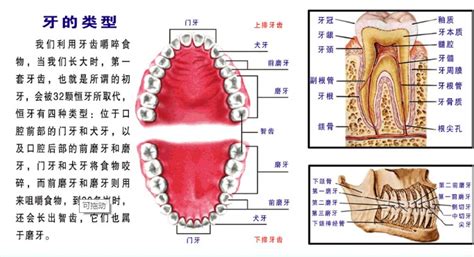 大牙位置|牙齿解剖：附54个标记和定义的图解 